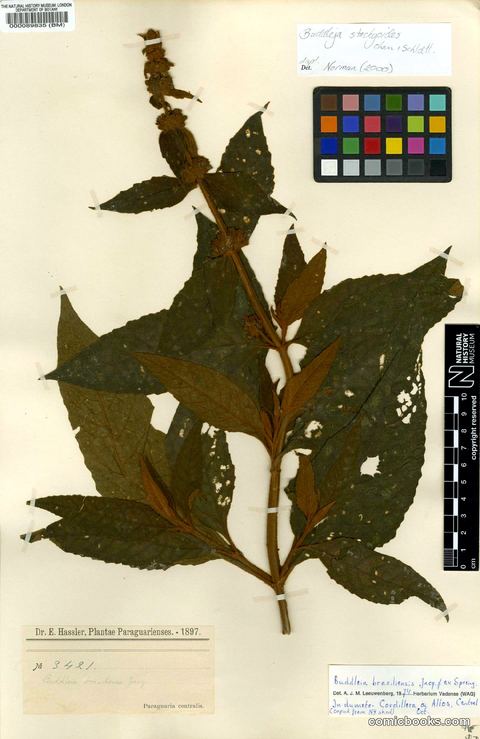 Buddleja stachyoides Cham. & Schltdl.