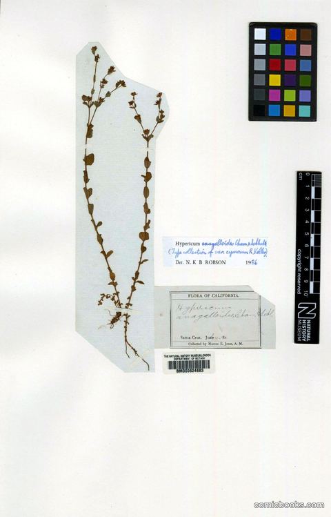 Hypericum anagalloides Cham. & Schltdl.