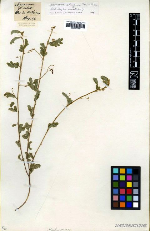 Aeschynomene elegans Schltdl. & Cham.