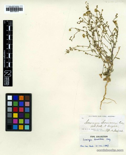 Lessingia lemmонii Gray — Type Specimen, Arizona, 1884