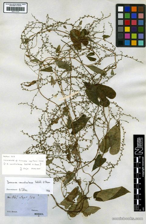 Dioscorea convolvulacea Cham. & Schltdl.