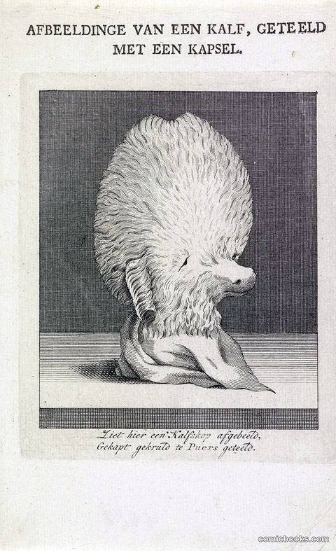 Afbeeldinge van een Kalf, geteeld met een Kapsel (Image of a Calf, Raised with a Headdress)
