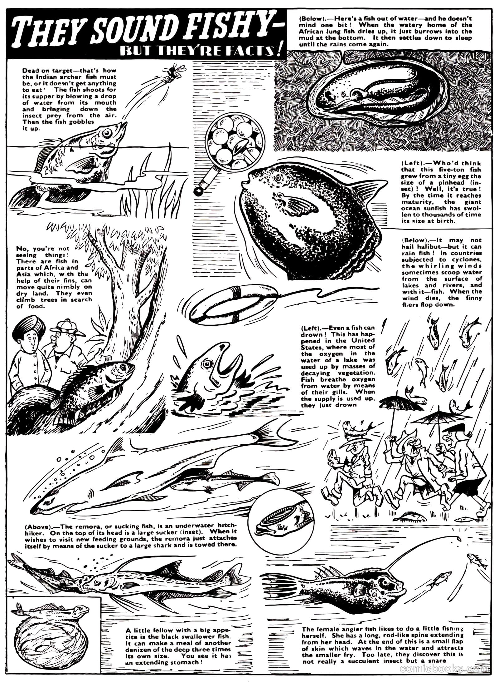 Lion Annual #1960 — page 65 of 162