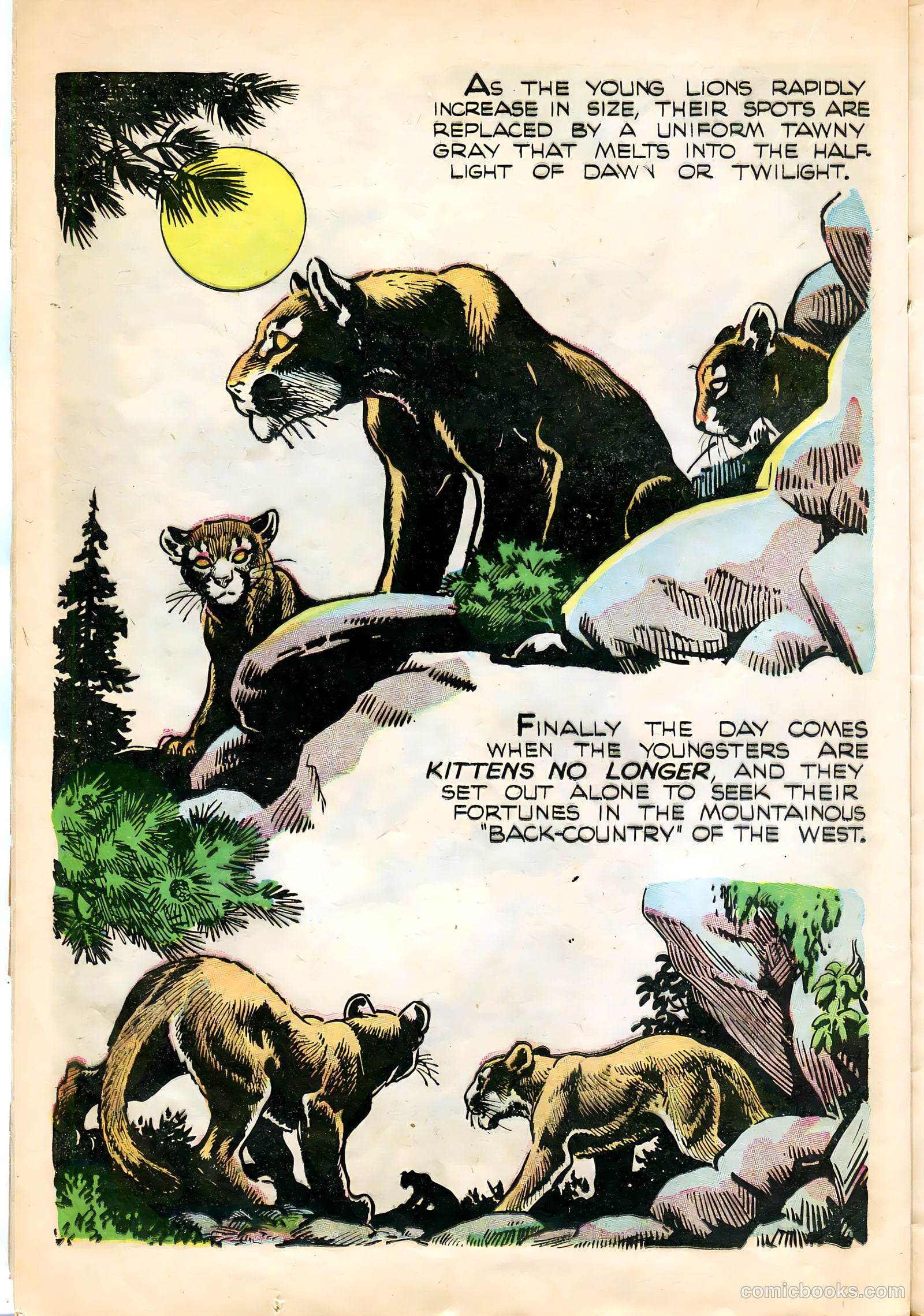 Mark Trail #1 — page 24 of 36