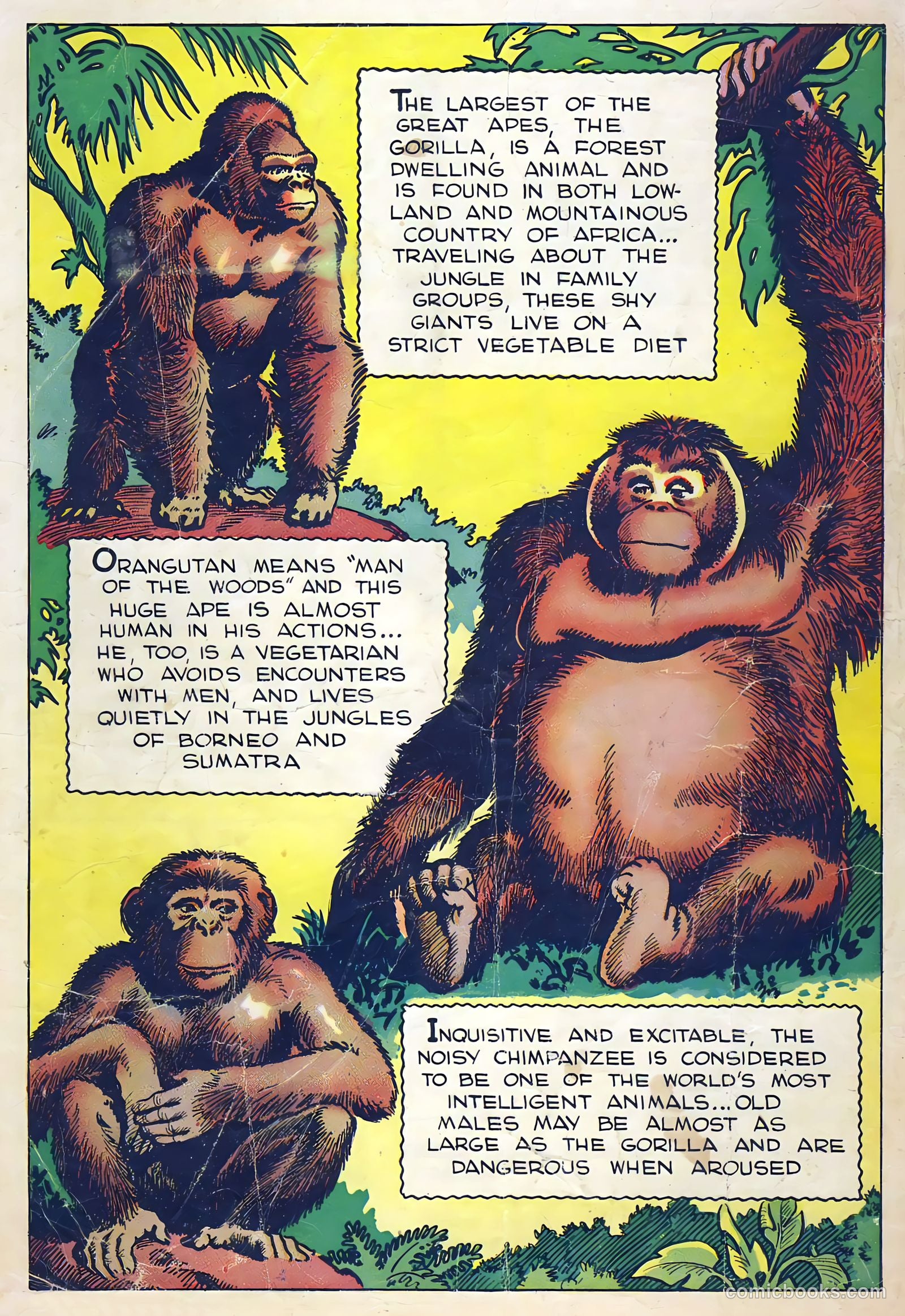 Mark Trail on Safari #5 — page 36 of 36
