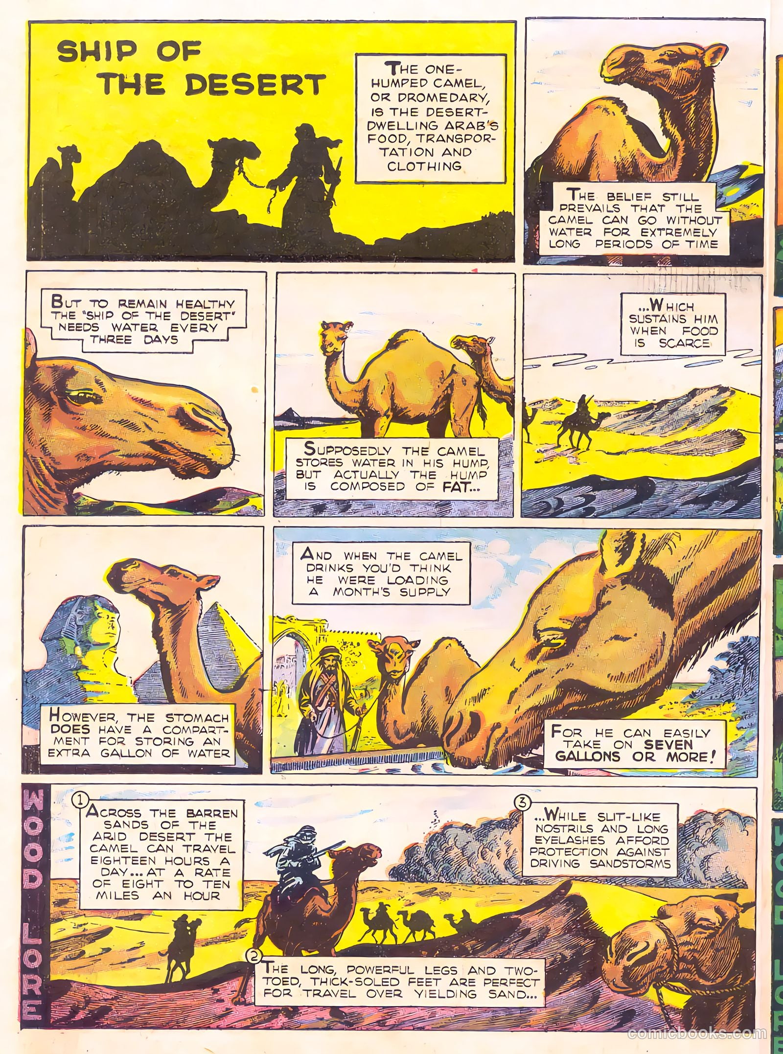Mark Trail's Adventure Book of Nature #1 — page 6 of 84