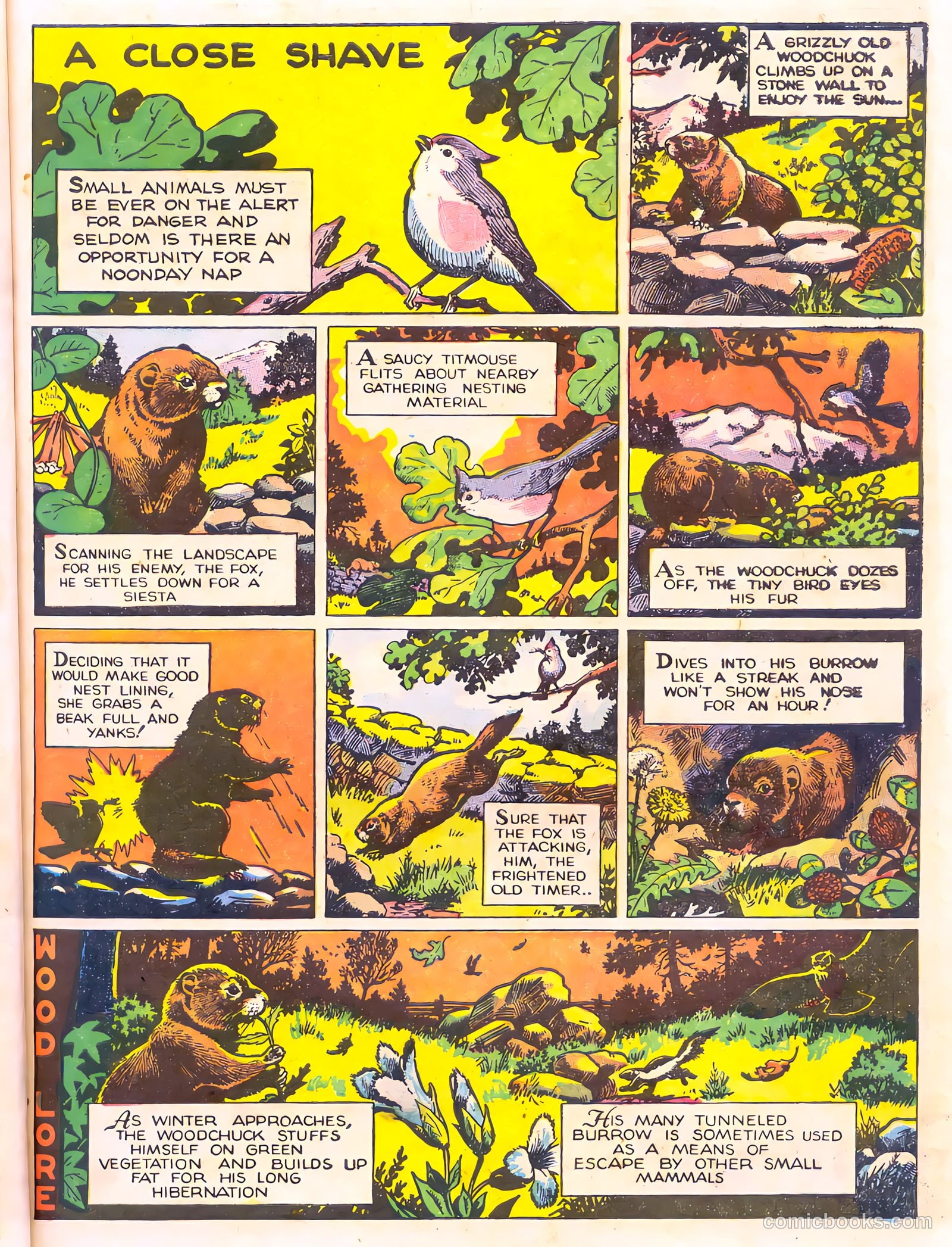Mark Trail's Adventure Book of Nature #1 — page 19 of 84
