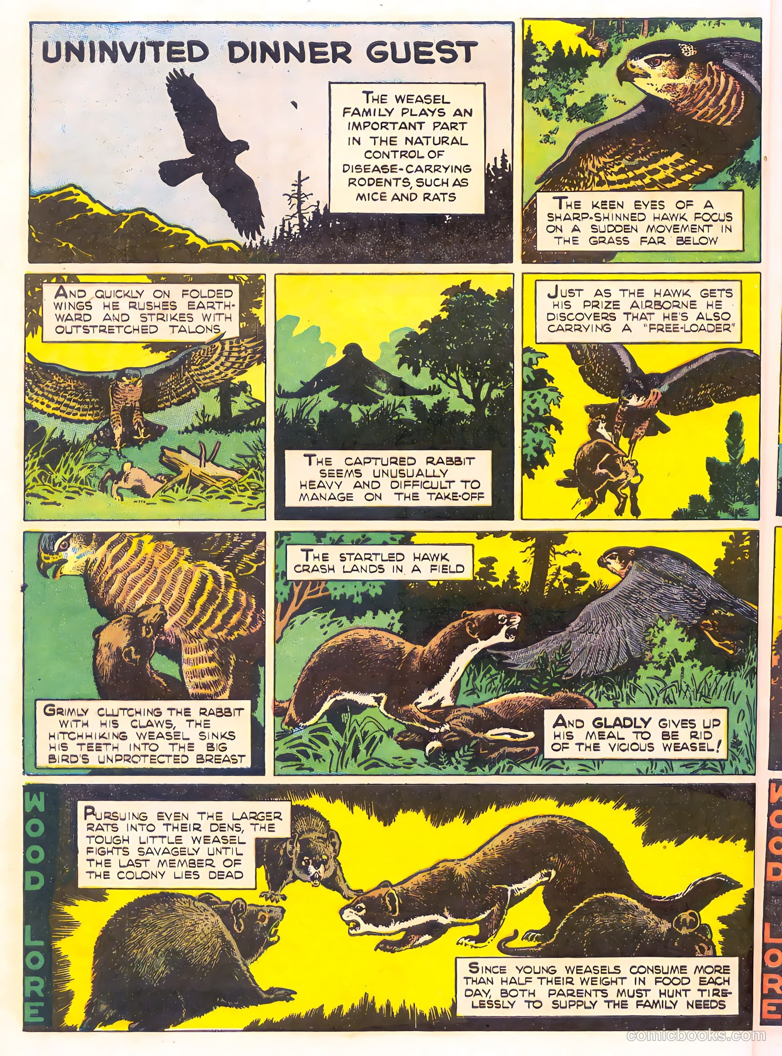 Mark Trail's Adventure Book of Nature #1 — page 20 of 84