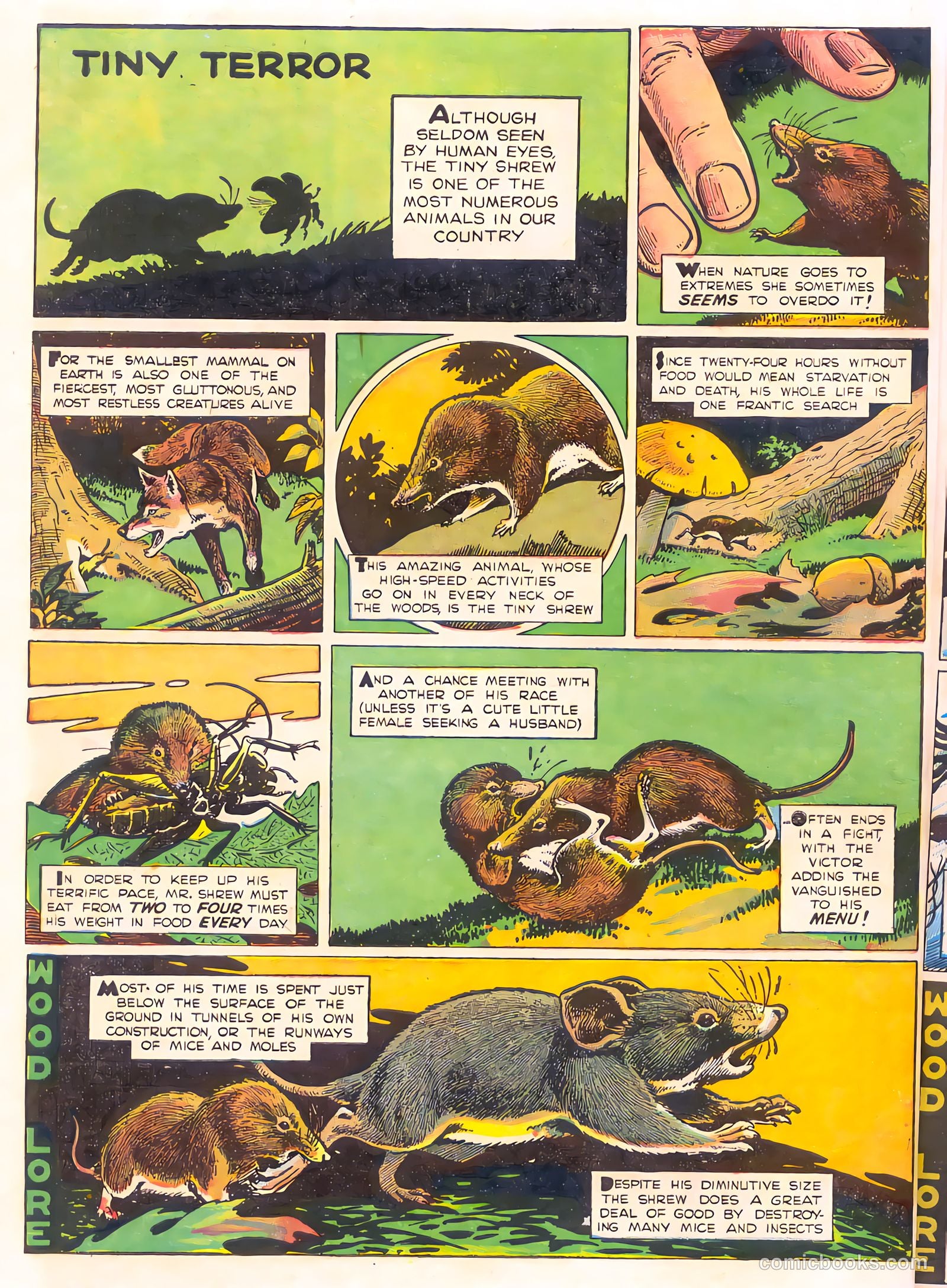 Mark Trail's Adventure Book of Nature #1 — page 22 of 84