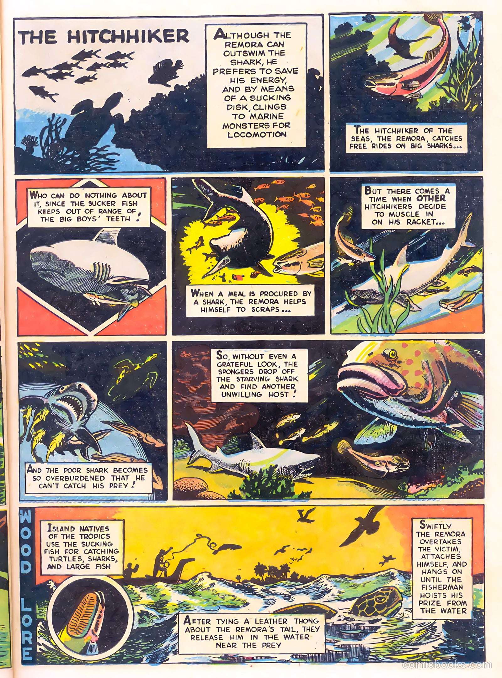 Mark Trail's Adventure Book of Nature #1 — page 27 of 84