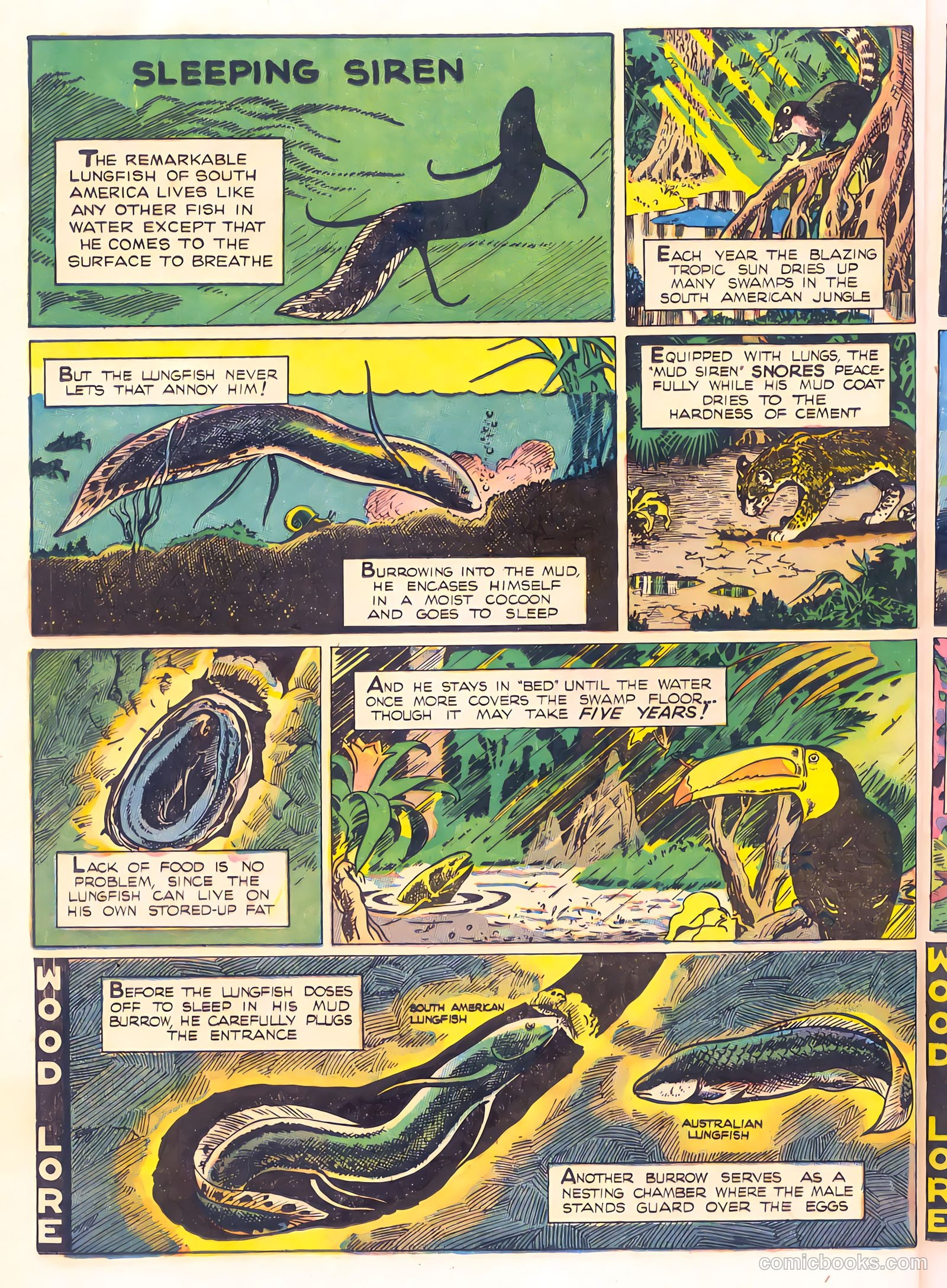 Mark Trail's Adventure Book of Nature #1 — page 28 of 84