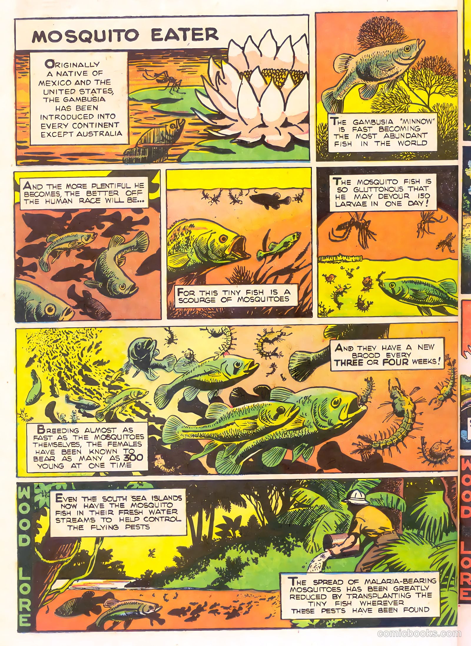Mark Trail's Adventure Book of Nature #1 — page 30 of 84
