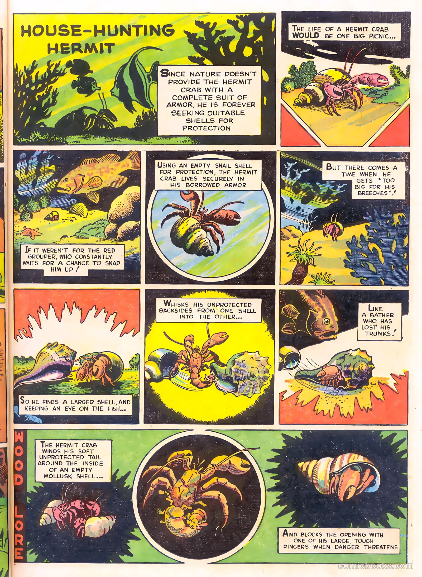 Mark Trail's Adventure Book of Nature #1 — page 31 of 84