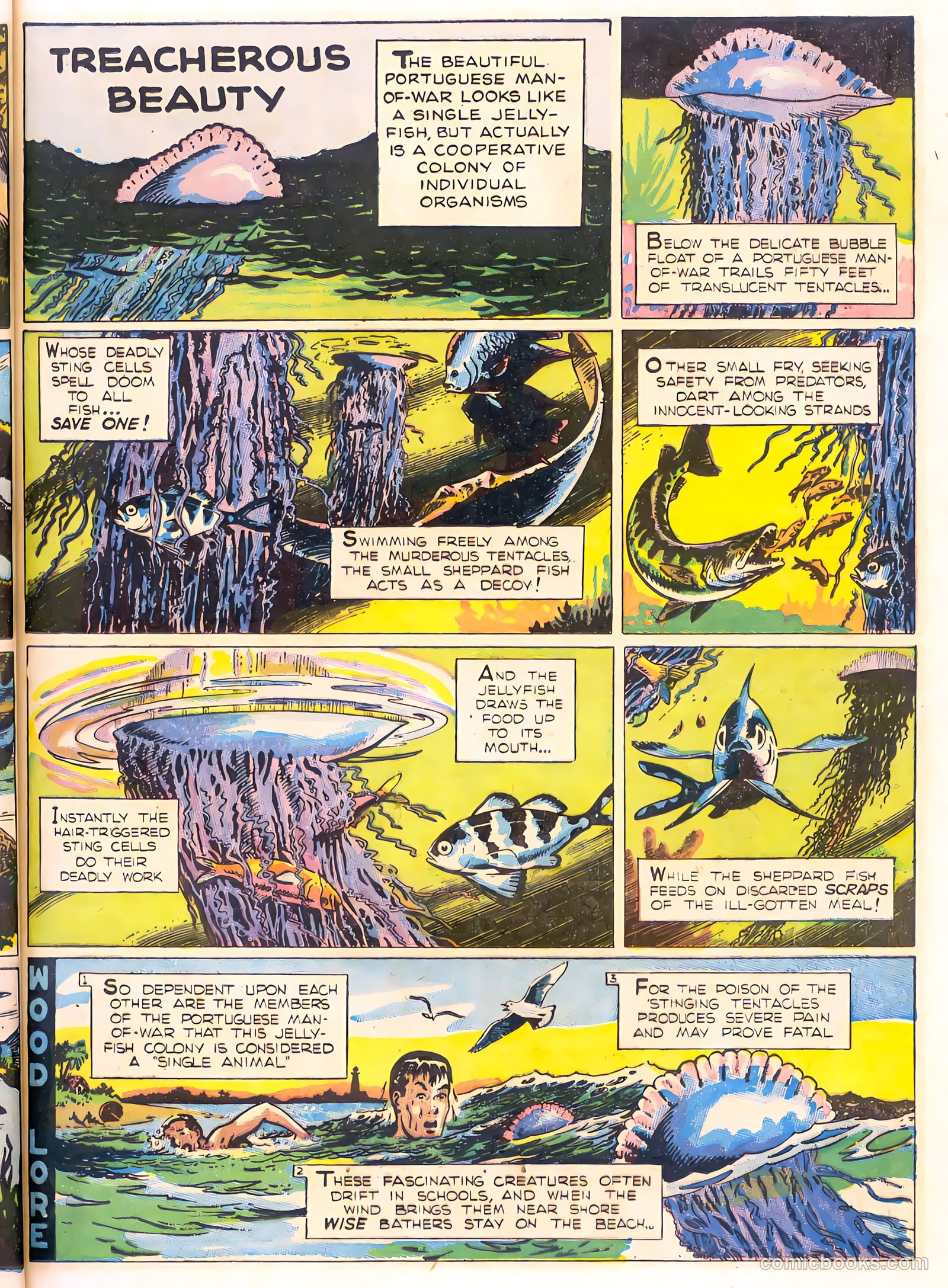 Mark Trail's Adventure Book of Nature #1 — page 33 of 84