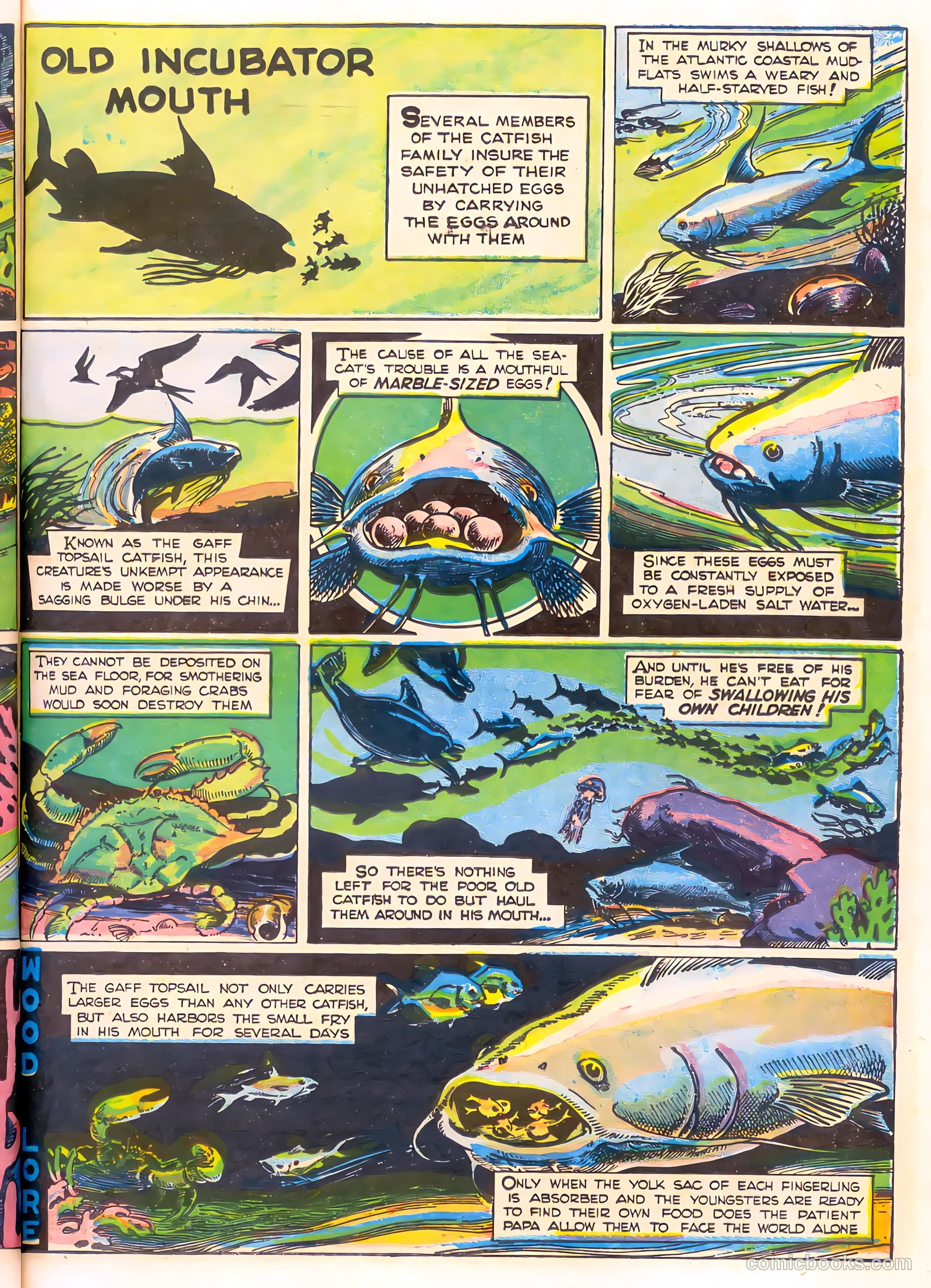 Mark Trail's Adventure Book of Nature #1 — page 35 of 84