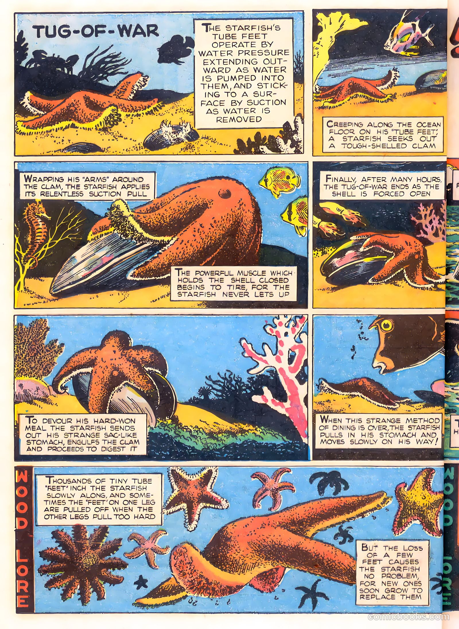 Mark Trail's Adventure Book of Nature #1 — page 36 of 84