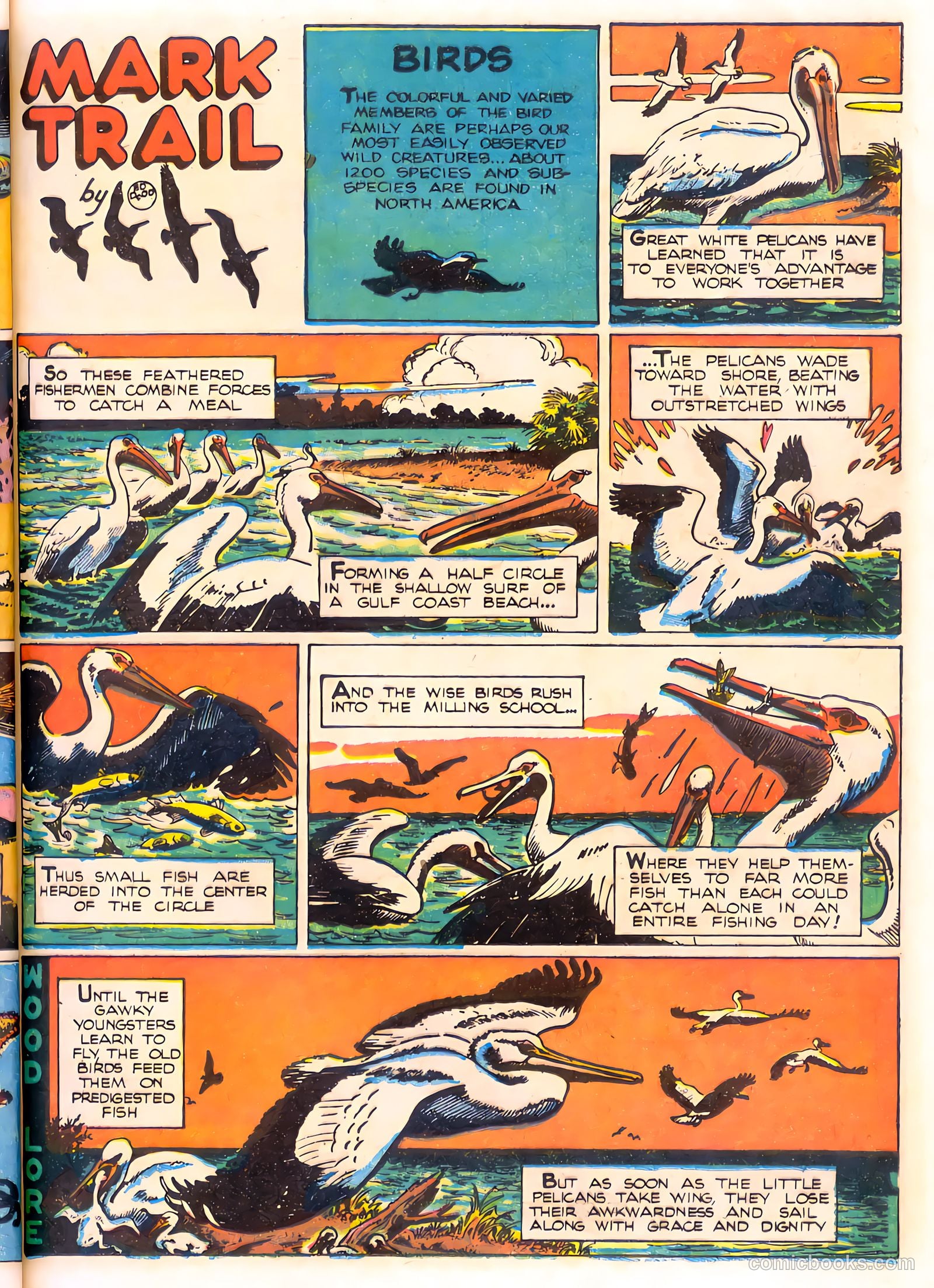 Mark Trail's Adventure Book of Nature #1 — page 37 of 84
