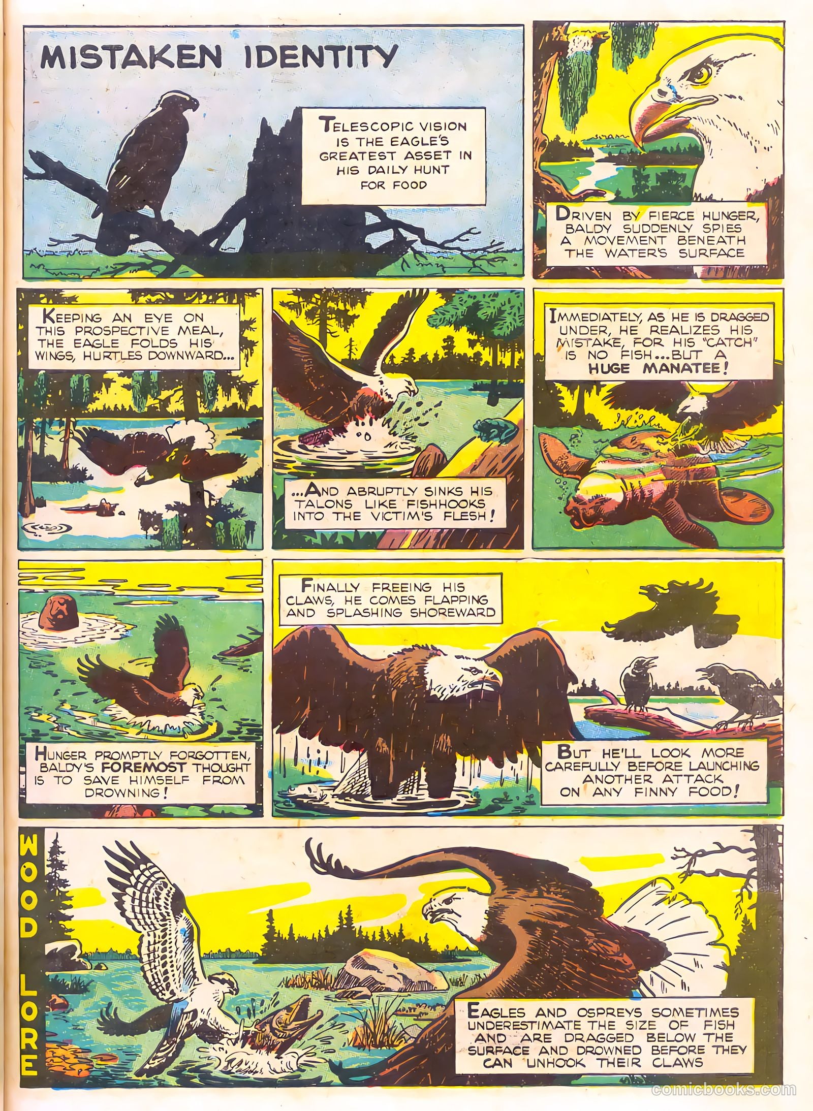 Mark Trail's Adventure Book of Nature #1 — page 39 of 84