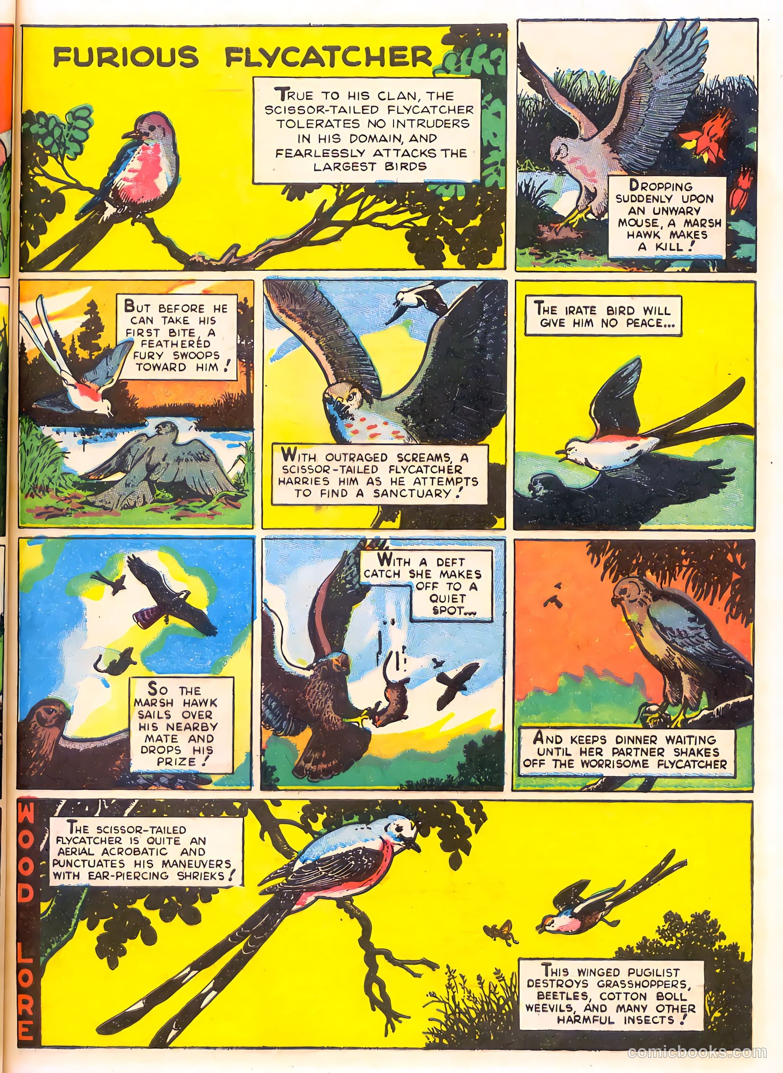 Mark Trail's Adventure Book of Nature #1 — page 41 of 84