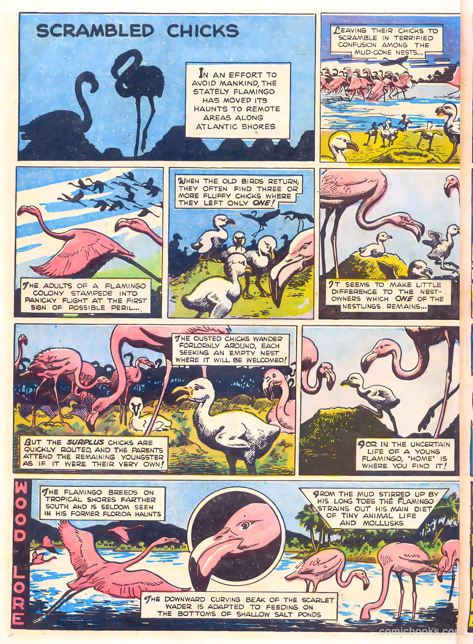 Mark Trail's Adventure Book of Nature #1 — page 42 of 84