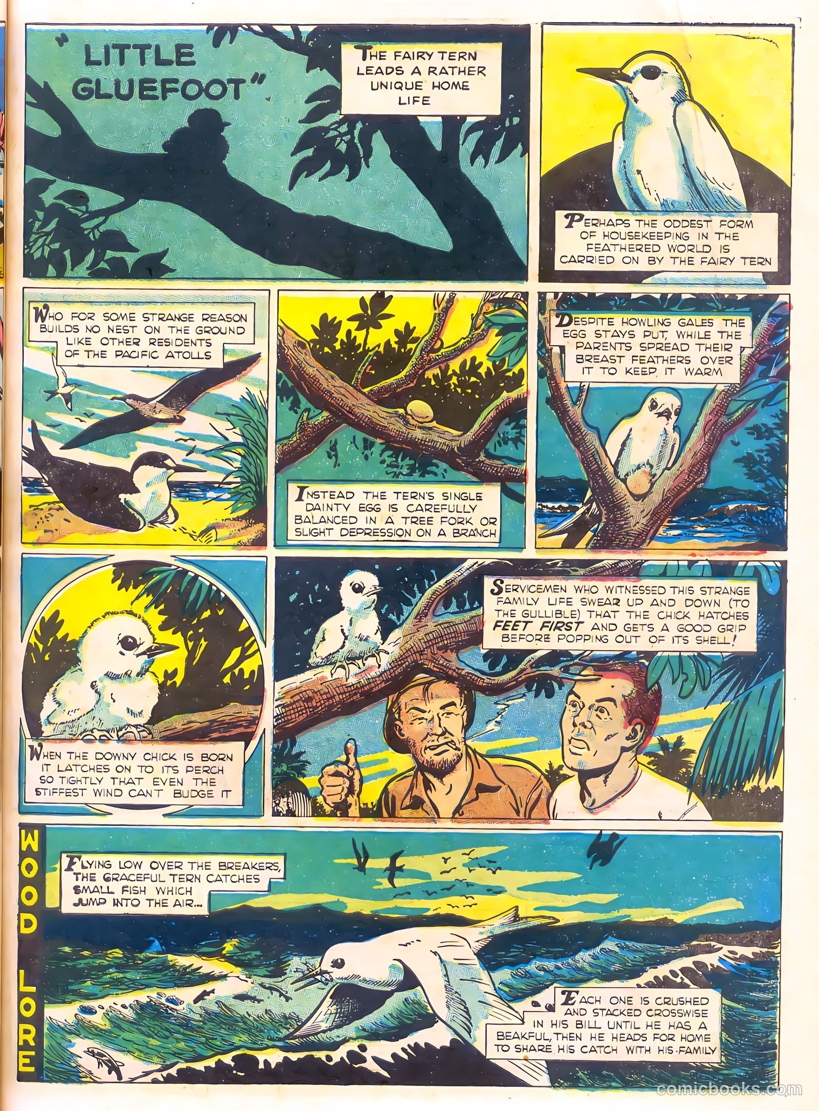 Mark Trail's Adventure Book of Nature #1 — page 43 of 84