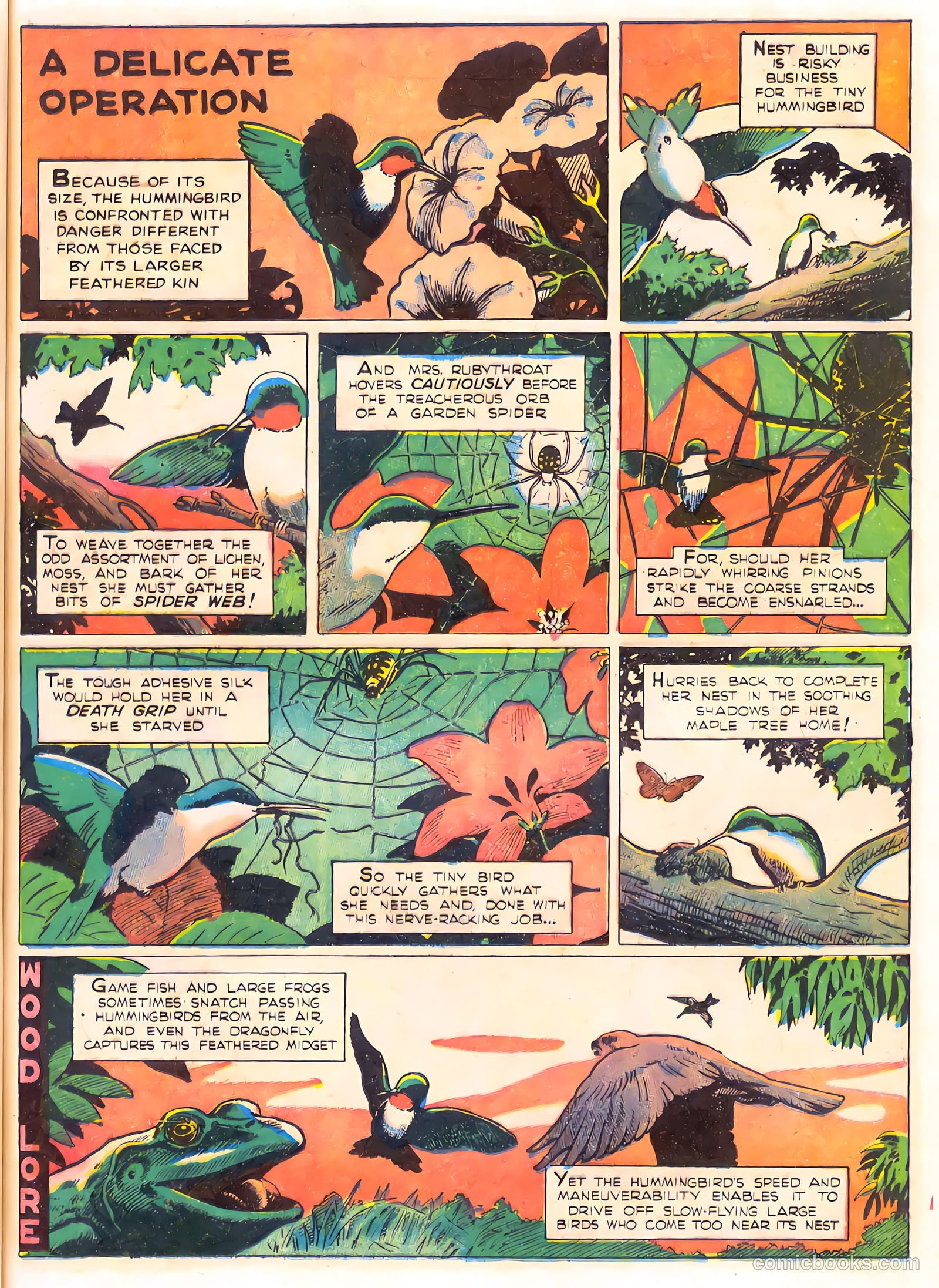 Mark Trail's Adventure Book of Nature #1 — page 49 of 84