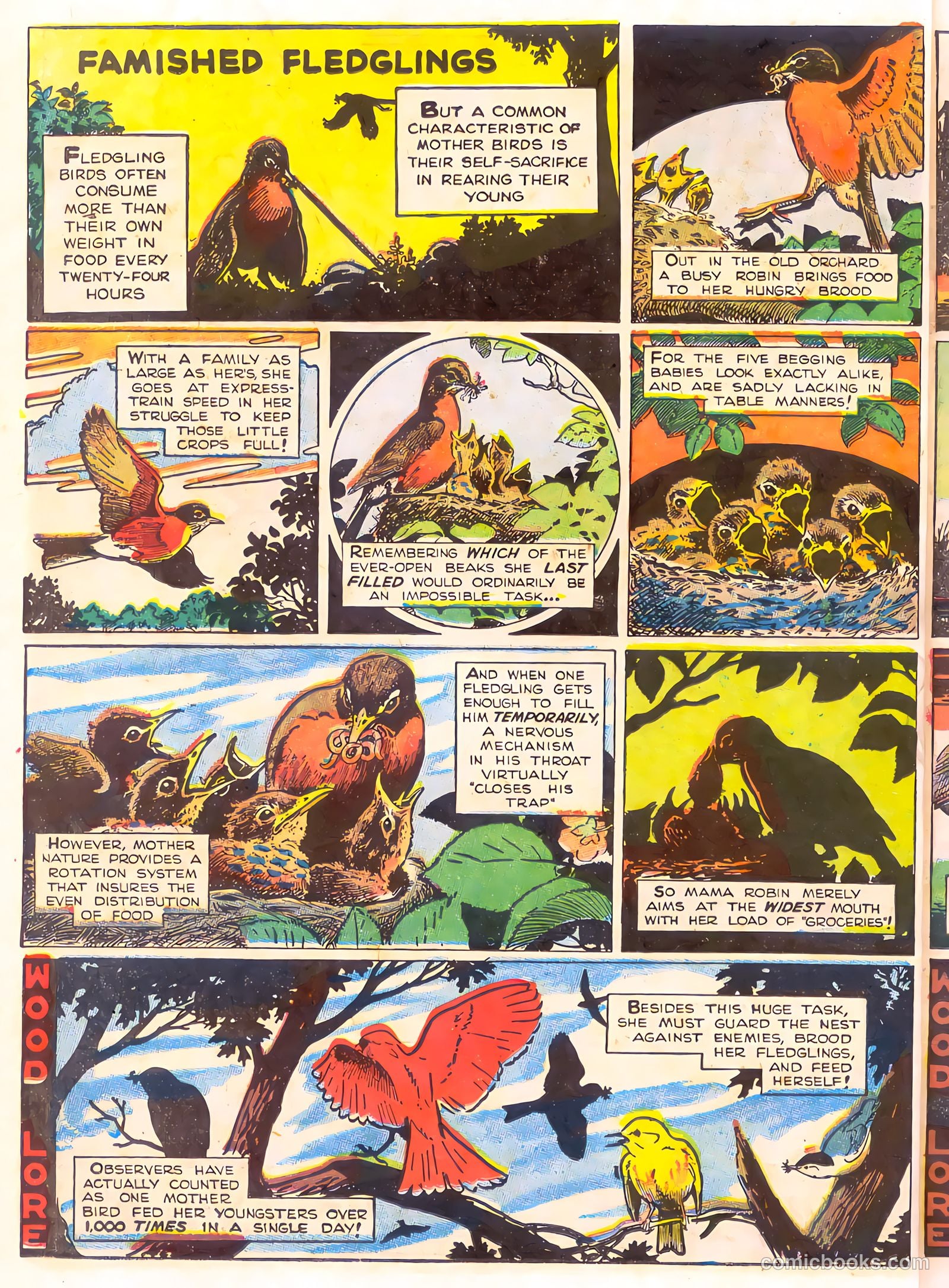 Mark Trail's Adventure Book of Nature #1 — page 50 of 84