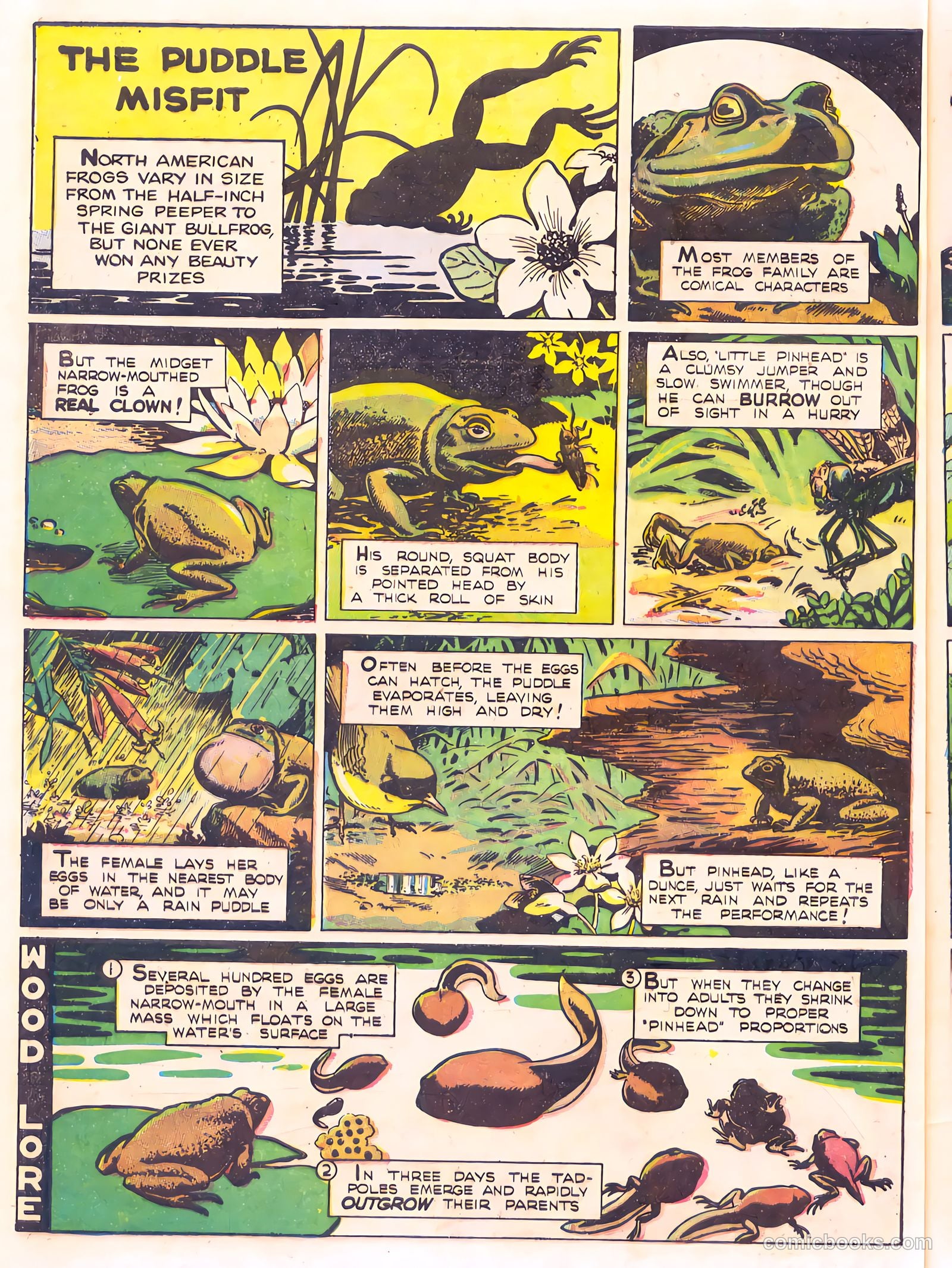 Mark Trail's Adventure Book of Nature #1 — page 60 of 84