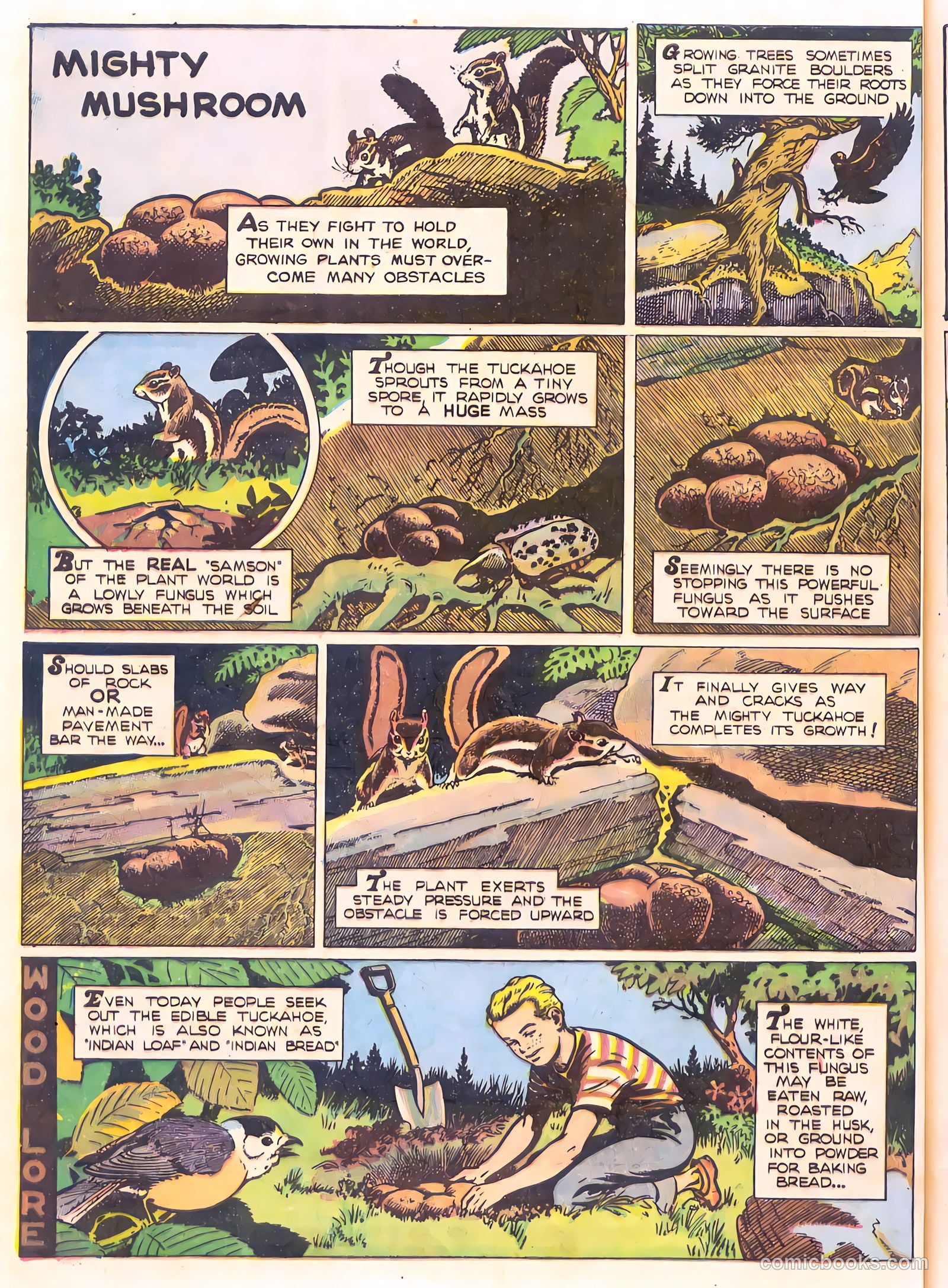 Mark Trail's Adventure Book of Nature #1 — page 64 of 84