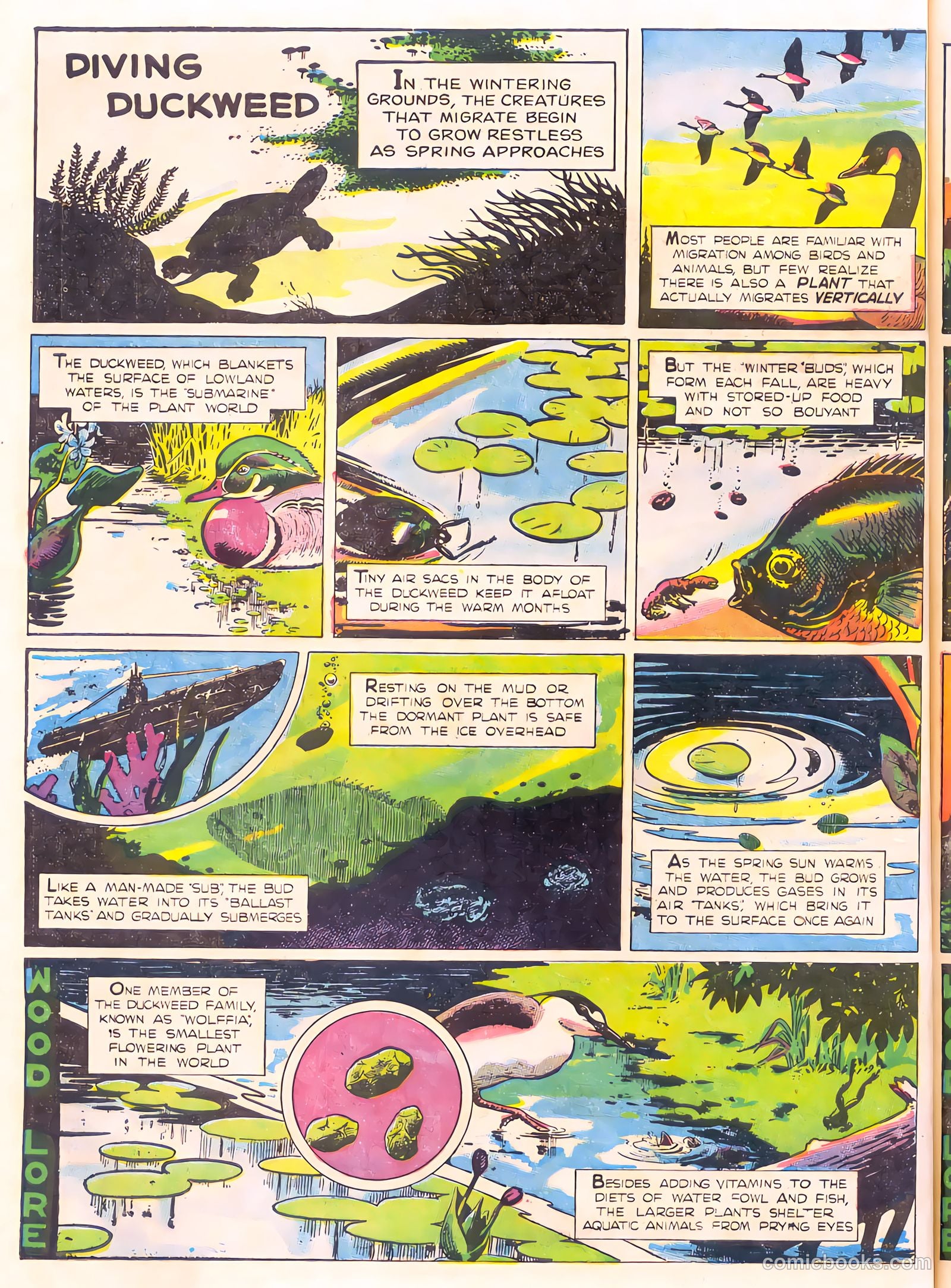 Mark Trail's Adventure Book of Nature #1 — page 66 of 84