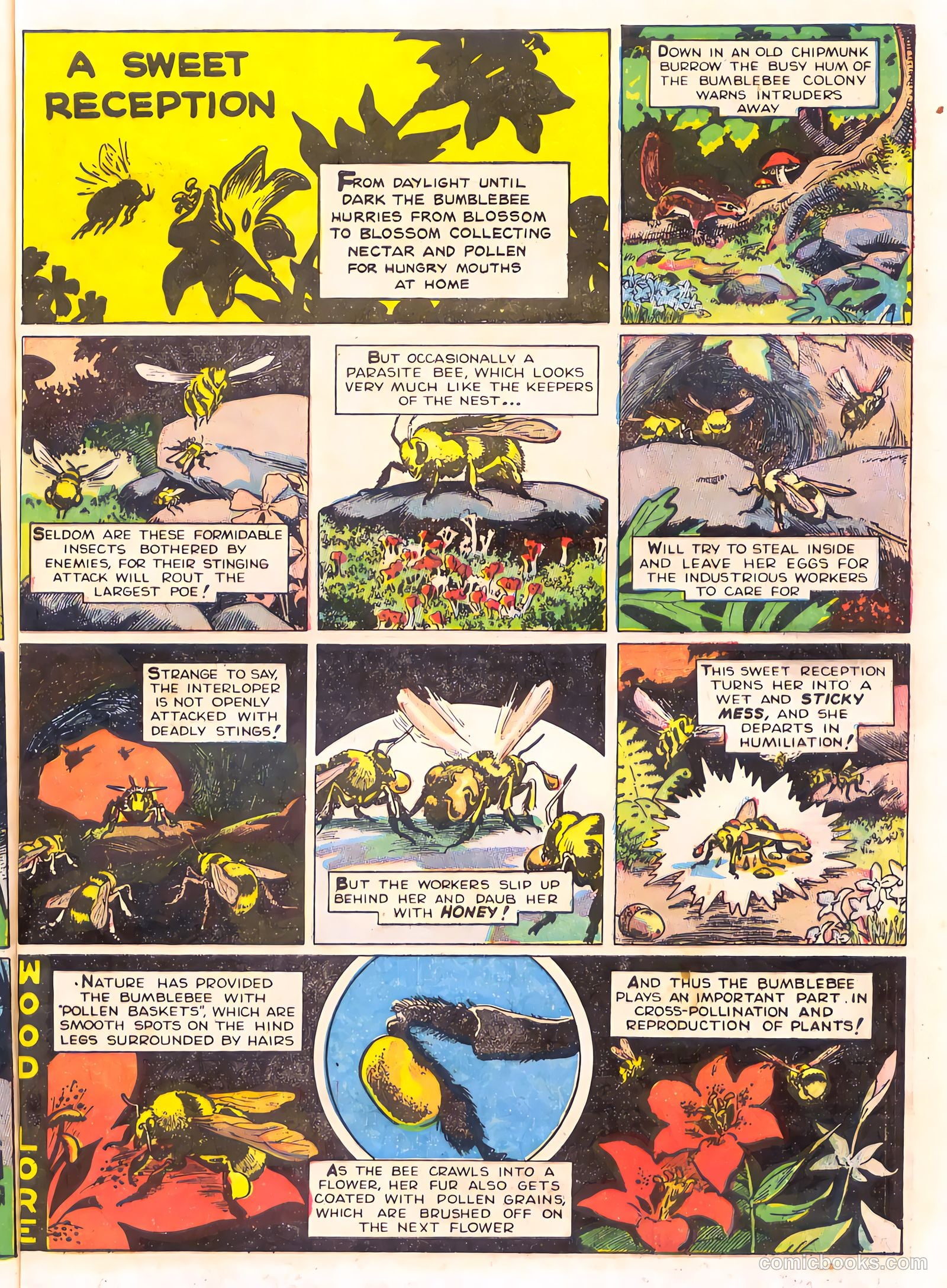 Mark Trail's Adventure Book of Nature #1 — page 73 of 84