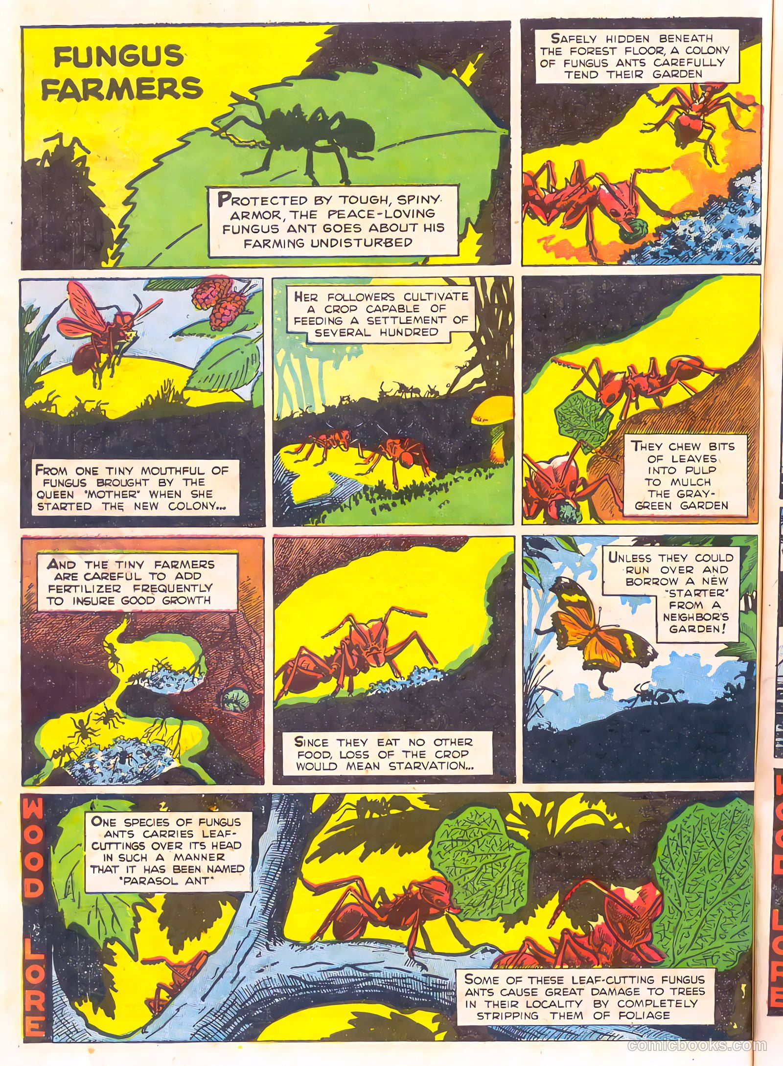 Mark Trail's Adventure Book of Nature #1 — page 74 of 84