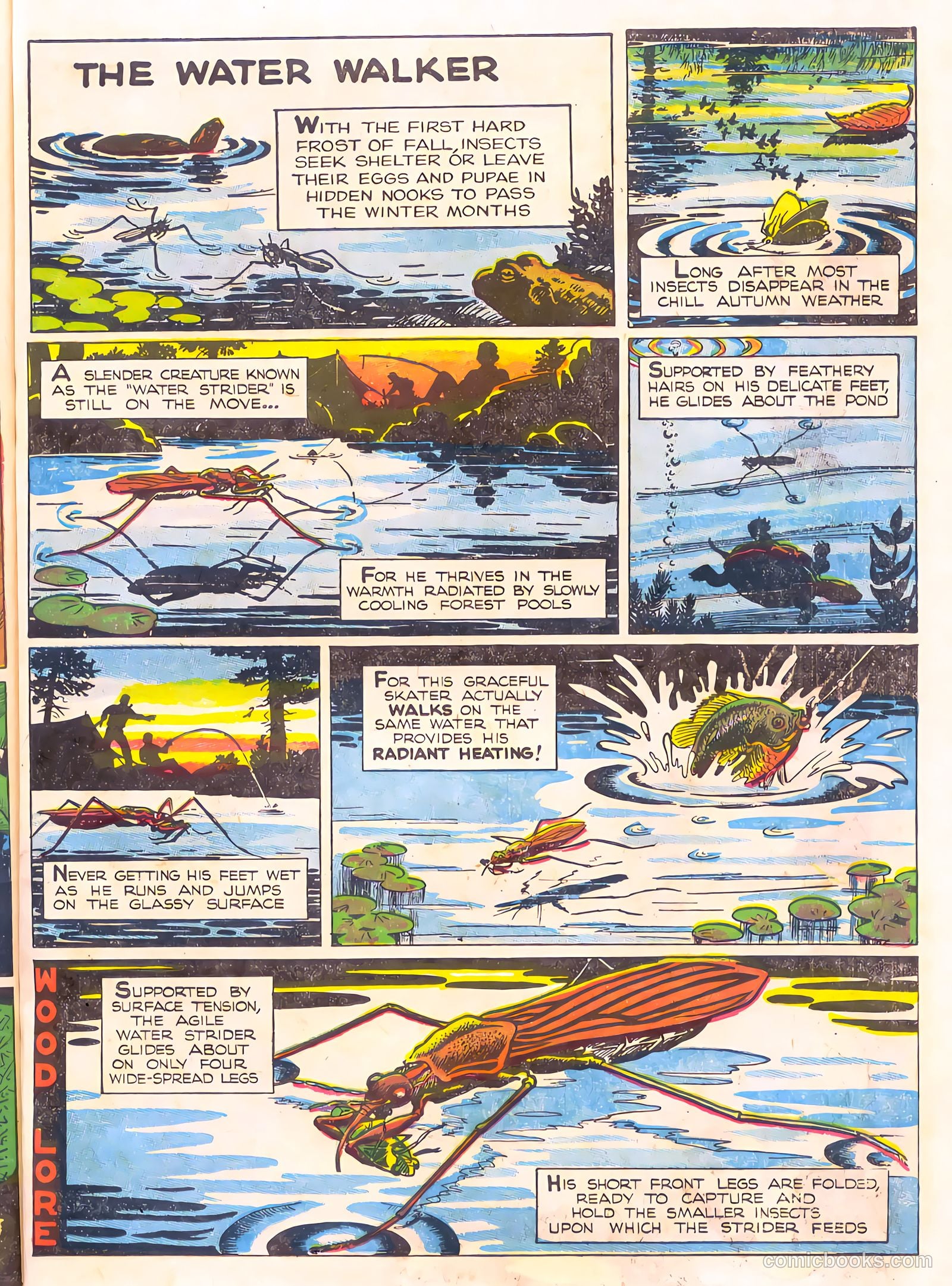 Mark Trail's Adventure Book of Nature #1 — page 75 of 84