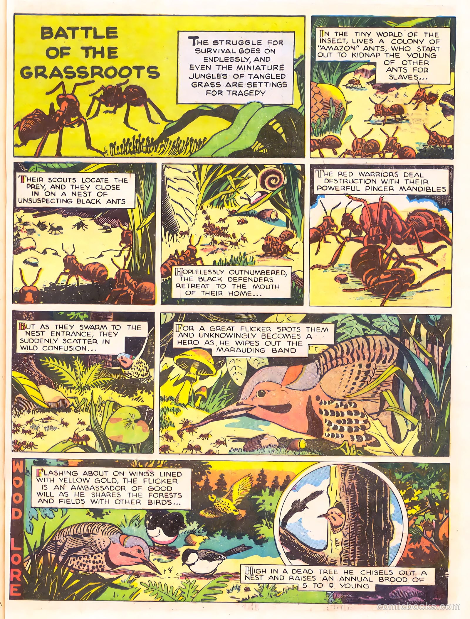 Mark Trail's Adventure Book of Nature #1 — page 77 of 84