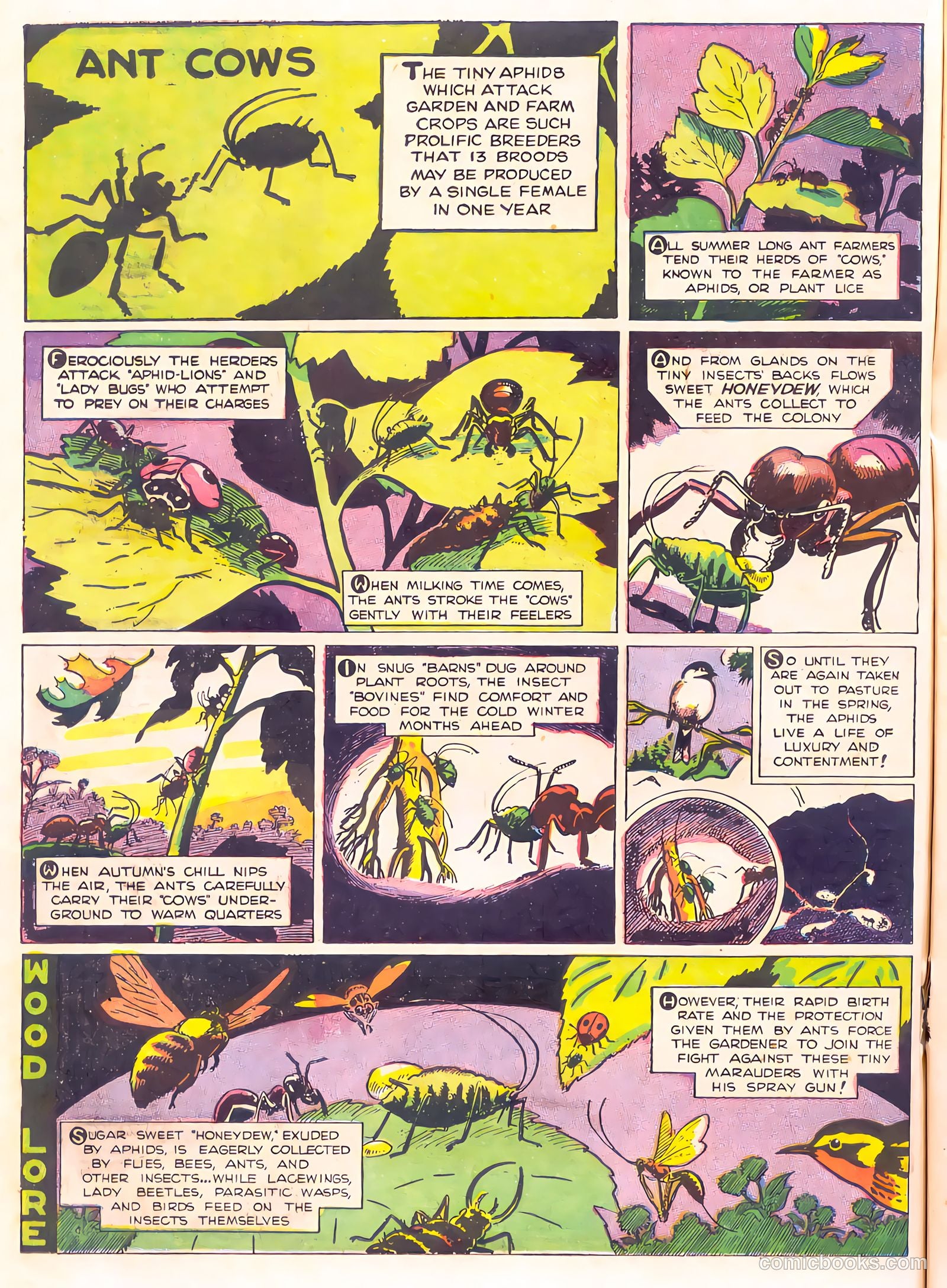 Mark Trail's Adventure Book of Nature #1 — page 78 of 84