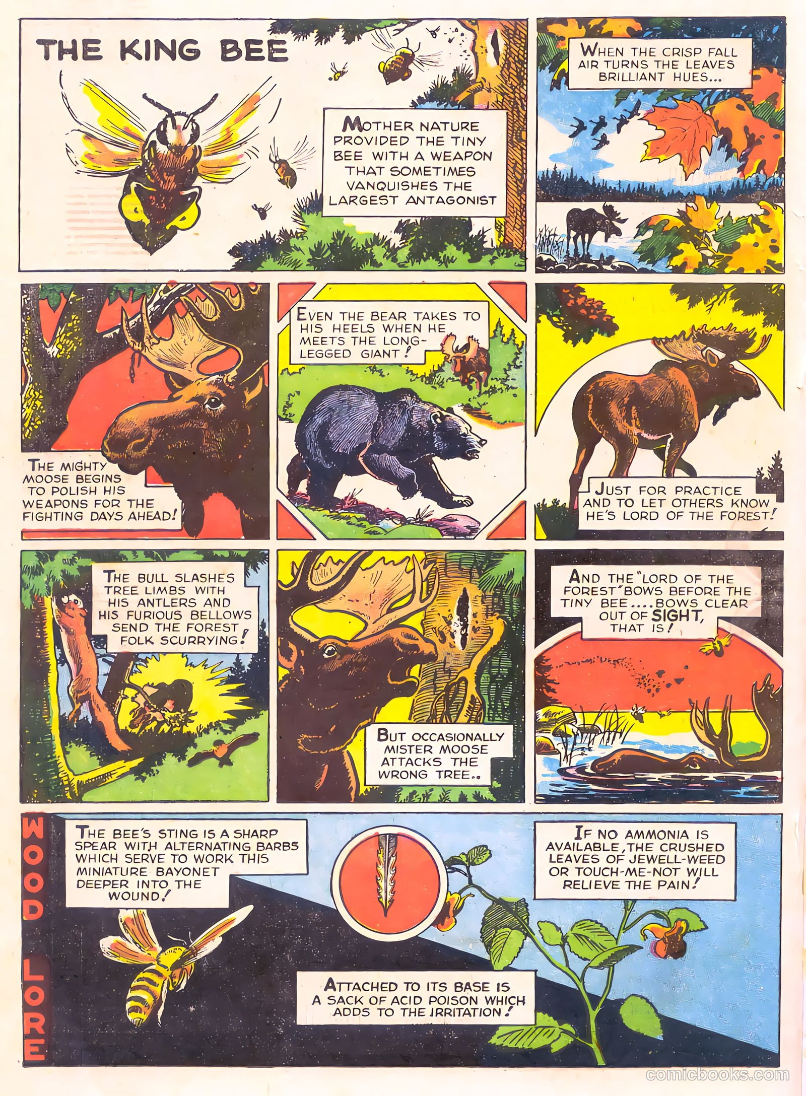 Mark Trail's Adventure Book of Nature #1 — page 82 of 84
