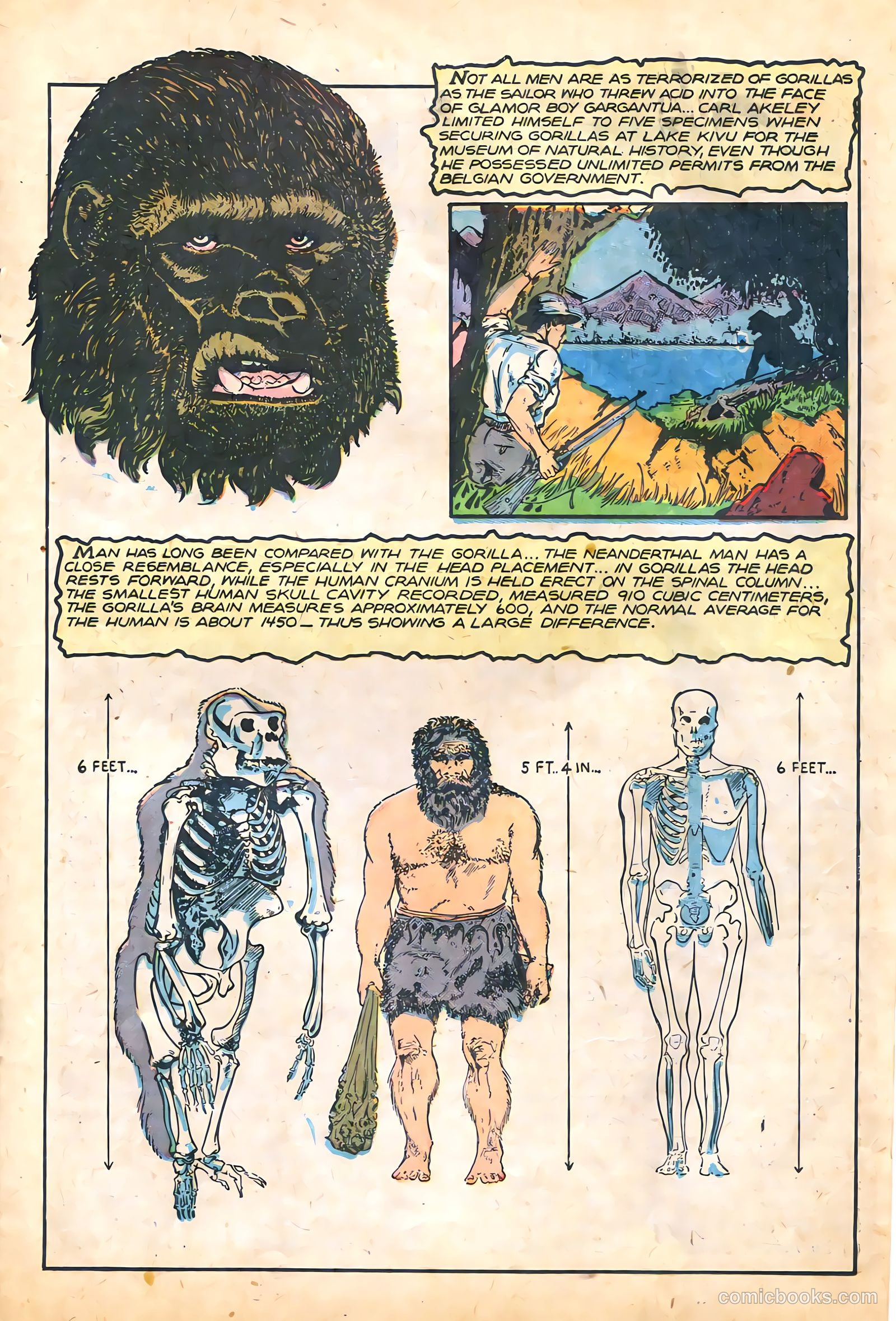Sheena, Queen of the Jungle #12 — page 15 of 36