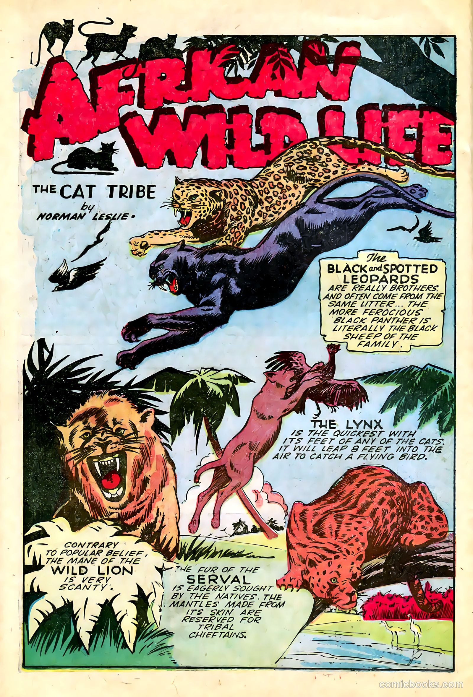 Wambi #13 — page 24 of 36