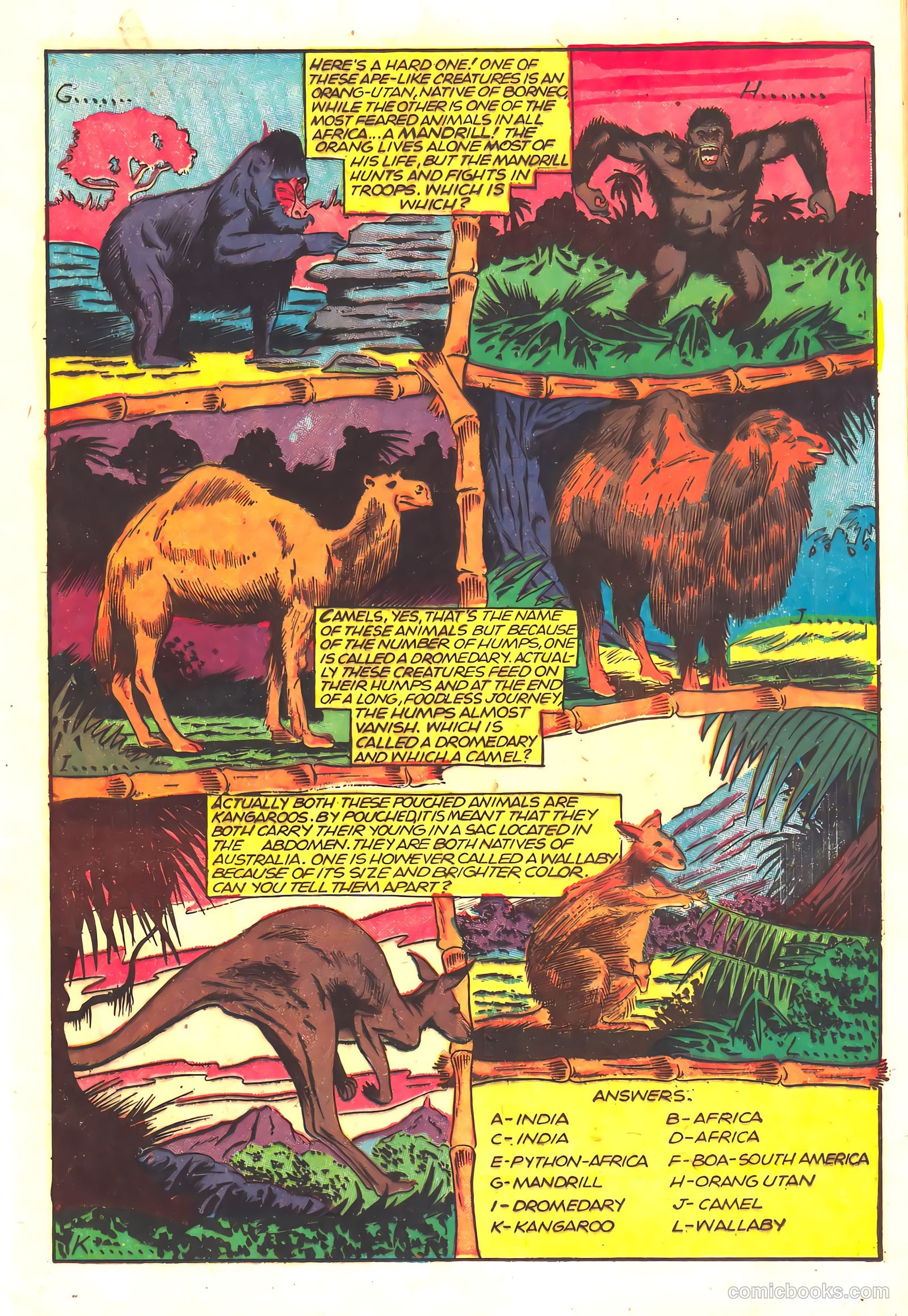 Wambi #16 — page 13 of 36