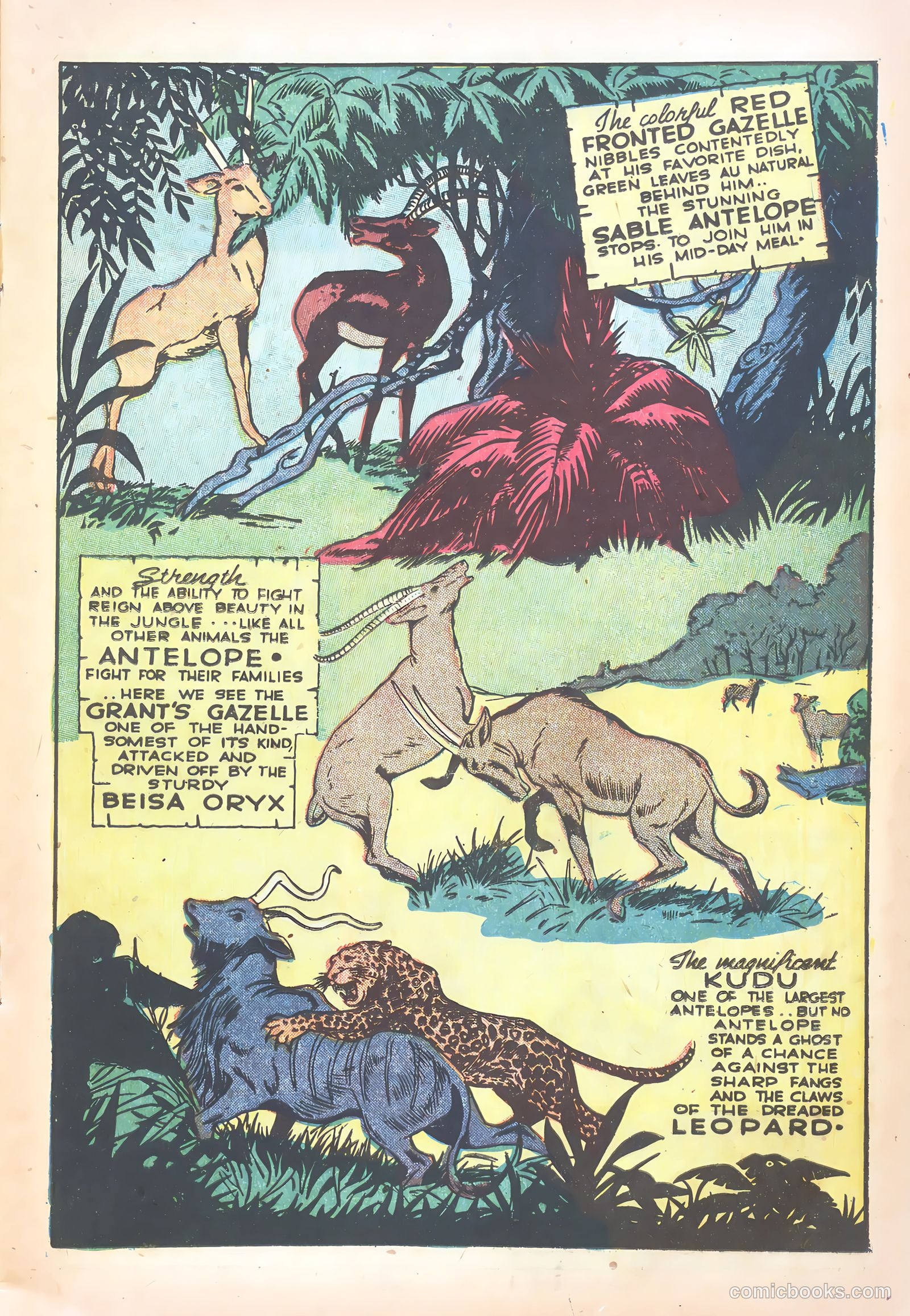 Wambi #15 — page 17 of 36