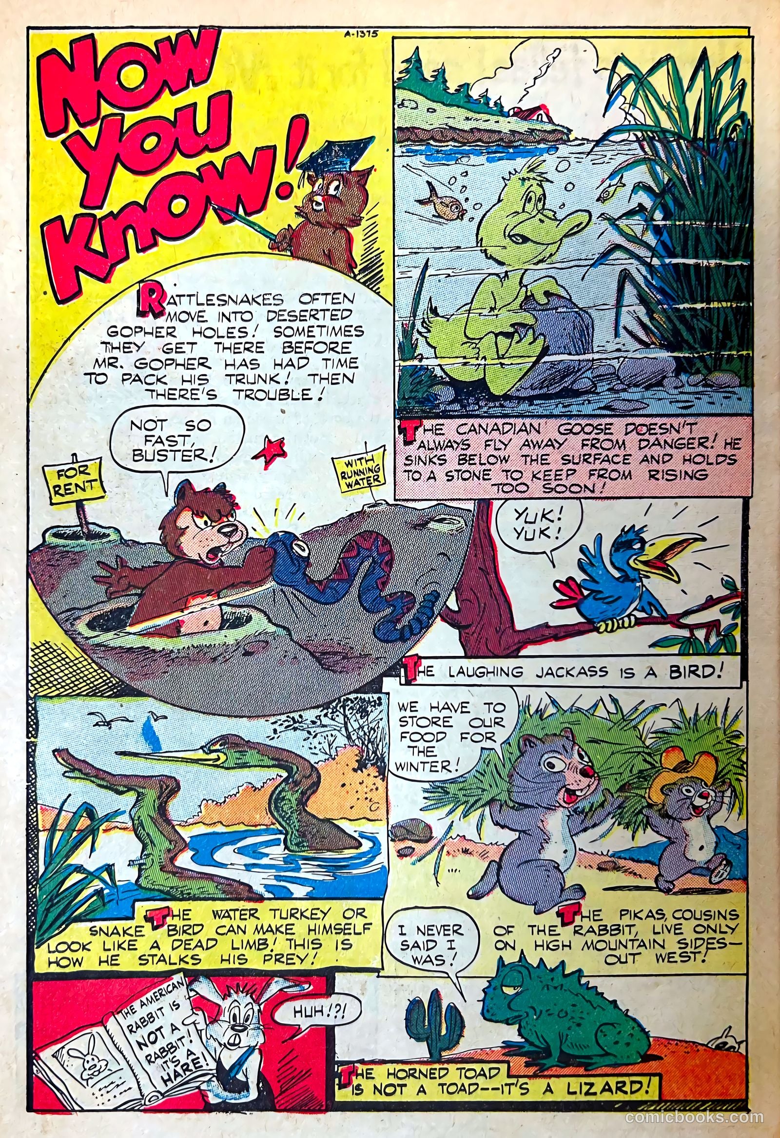 Coo Coo, the Bird Brain #60 — page 26 of 36