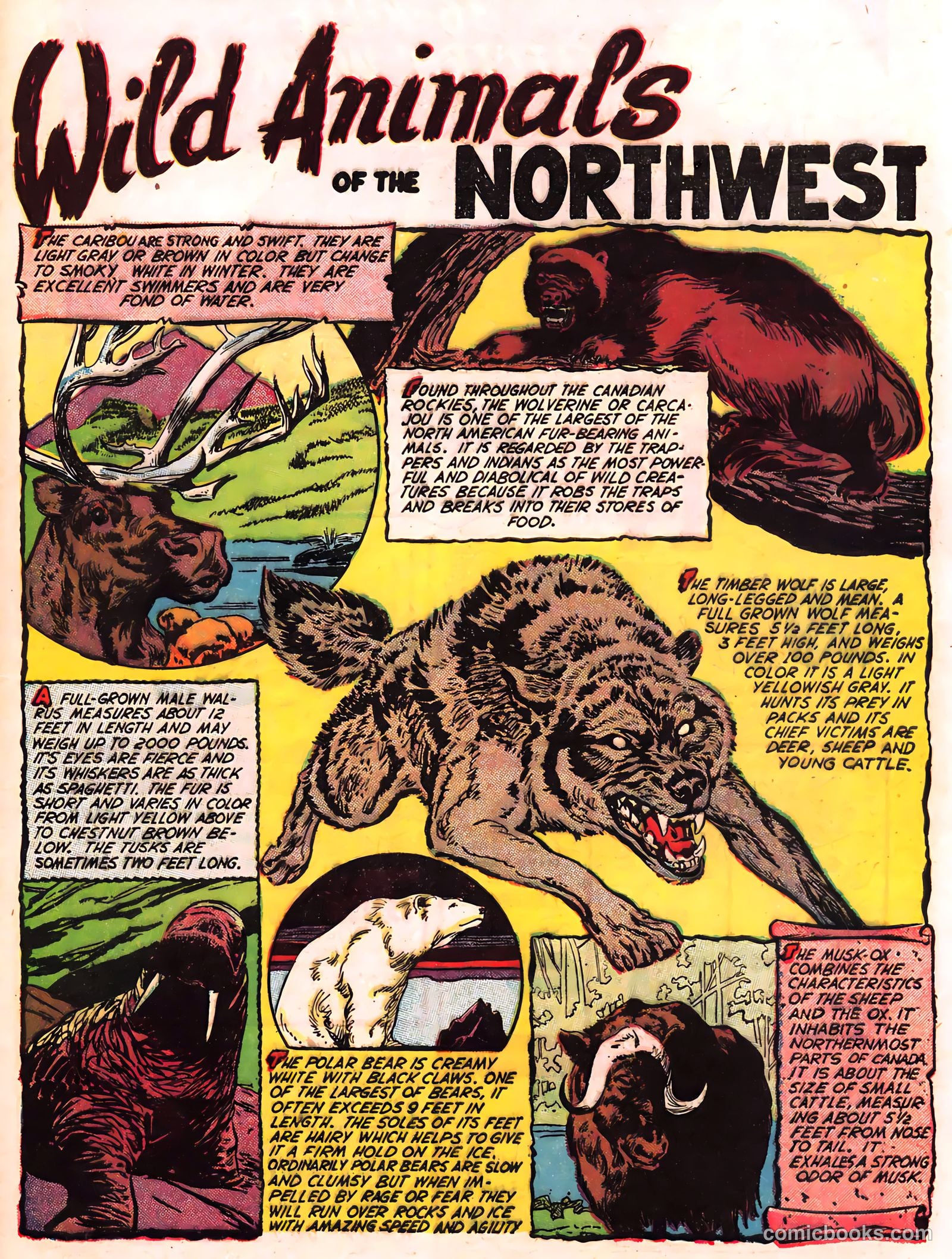 Explorer Joe #1 — page 33 of 36