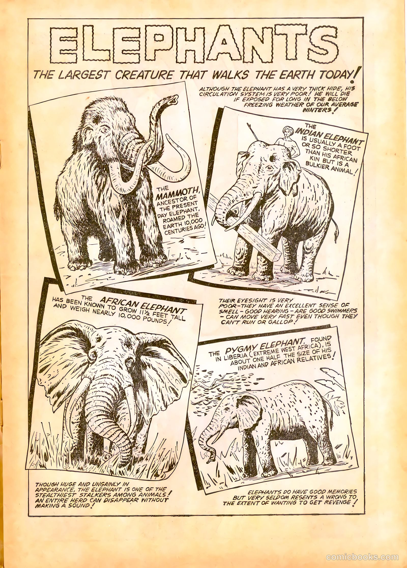 Jungle Adventures #15 — page 4 of 39
